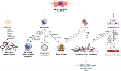 Dynamic interactions in the tumor niche: how the cross-talk between CAFs and the tumor microenvironment impacts resistance to therapy